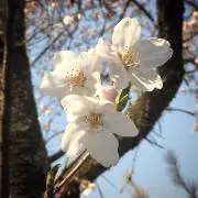さわらび