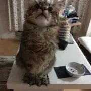 まい