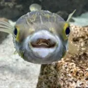 ヒカル