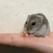 うたでぃの画像