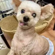 ヨーグルト