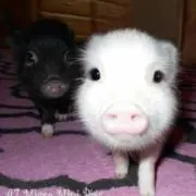 ♡の画像