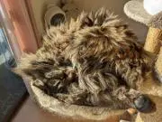ねこまんまの画像