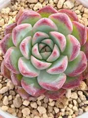 Soraの画像