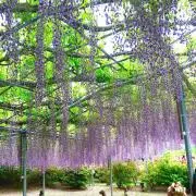 ふじの画像