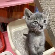 てんてんてんの画像