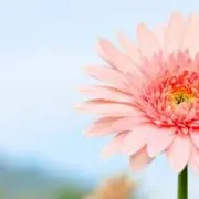 せい