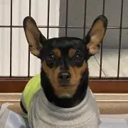 619sdの画像