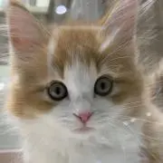 KuKu81の画像