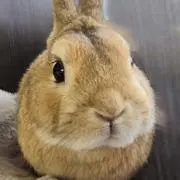 うさの画像