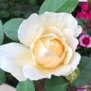 ラッキーラビット33