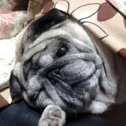 きなこ