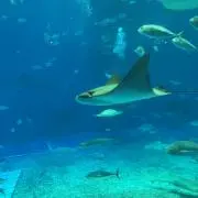 はるのす