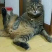 ヒマなし！