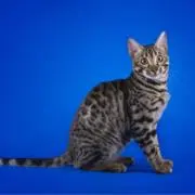 キャットにゃんの画像