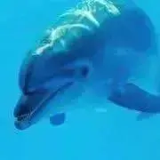 発送は毎週日曜になりますの画像