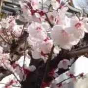 miの画像