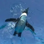 ペンギン