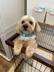 Nao