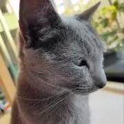 akkoの画像