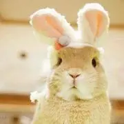 nの画像