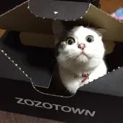 Hの画像