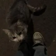り(20)の画像