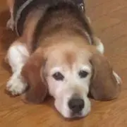 JAXAの画像
