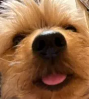 HO