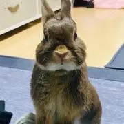 ぴよ丸