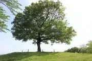 Teckの画像