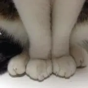 スペアミントの画像
