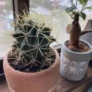 enraの画像