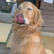 おいぬ