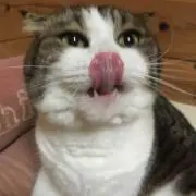 きんくろの画像