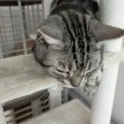 ポンタナの画像
