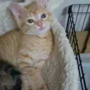 ふわりん