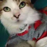 レモン