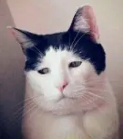 ブサオの画像