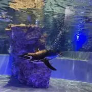 ゆずの画像