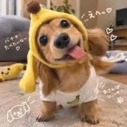 Tyuの画像