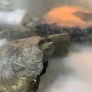 こうちゃん