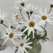 ちーの画像