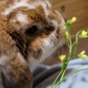 凌