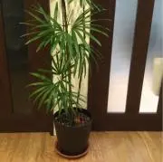 トラサンの画像