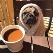 pugの画像