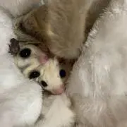 Kの画像