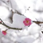 しばーず（プロフご一読ください）の画像