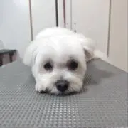 KAYOの画像
