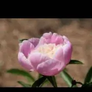 peony♡の画像